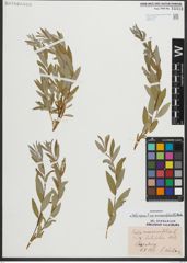 Foto von Salix repens subsp. rosmarinifolia (L.) Andersson